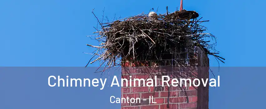  Chimney Animal Removal Canton - IL