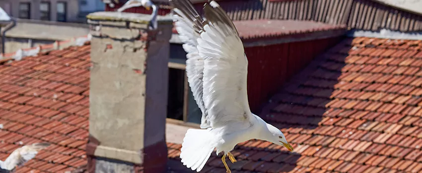 Residential Chimney Animal Removal Solution in Canton, IL